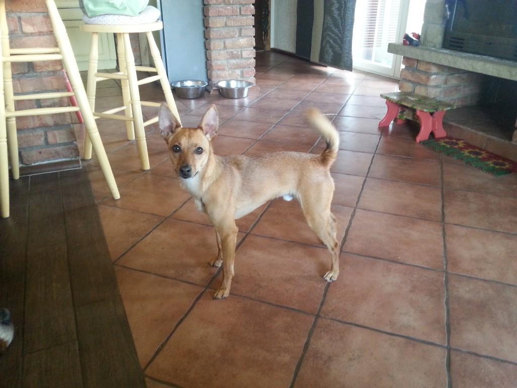 Noreia *